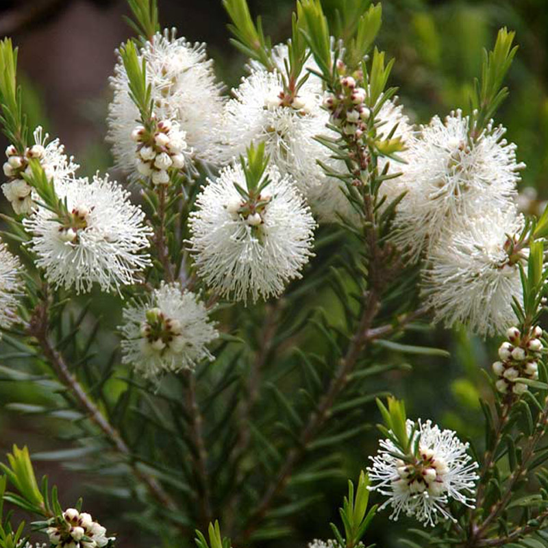 How-to-Use-Tea-Tree-Oil