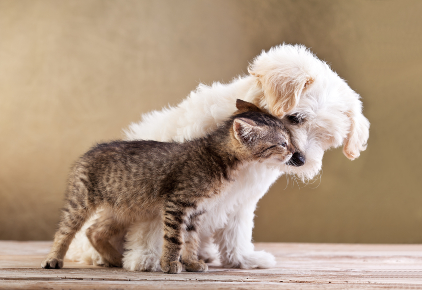 Friends - dog and cat together